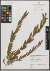 Foto von Salix triandra subsp. triandra L.